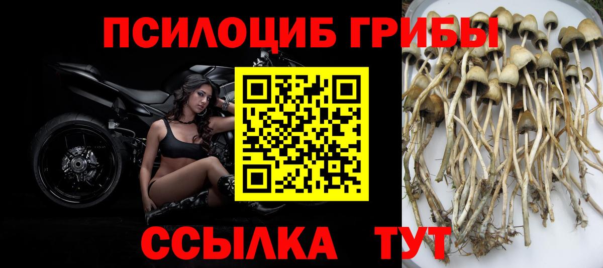 Истра  продажа наркотиков  Псилоцибиновые грибы мухоморы  Вход с VPN  Псилоцибиновые грибы MAGIC MUSHROOMS 